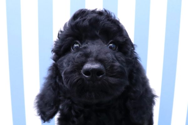 スタンダードプードル