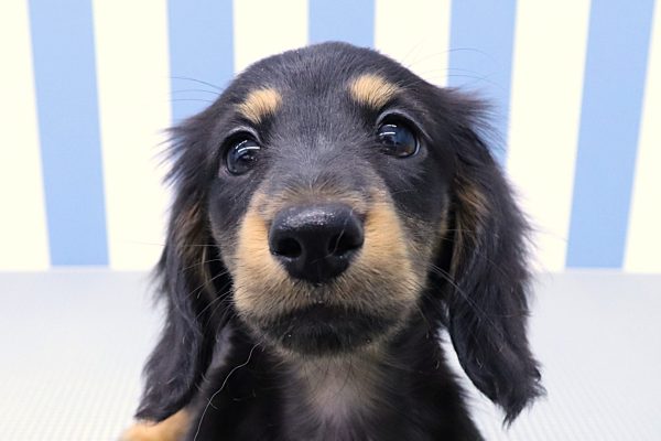 ミニチュアダックスフンド