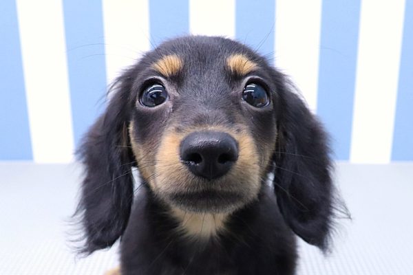 ミニチュアダックスフンド