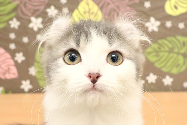 アメリカンカール