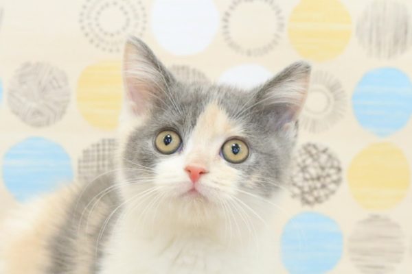 ブリティッシュ