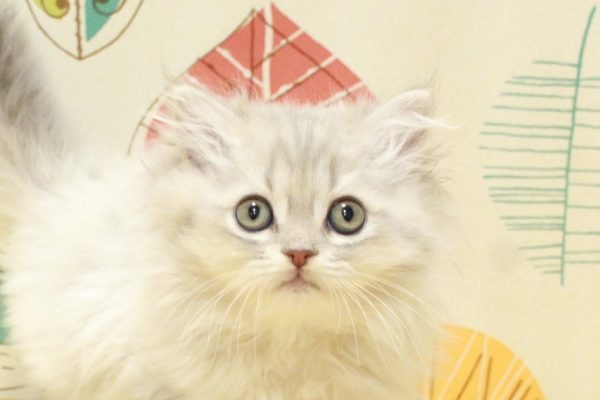 スコティッシュ