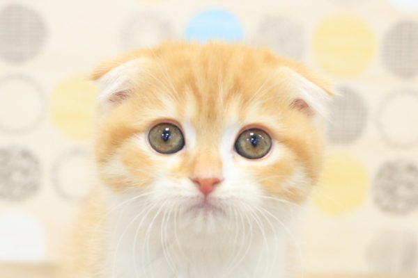 スコティッシュ