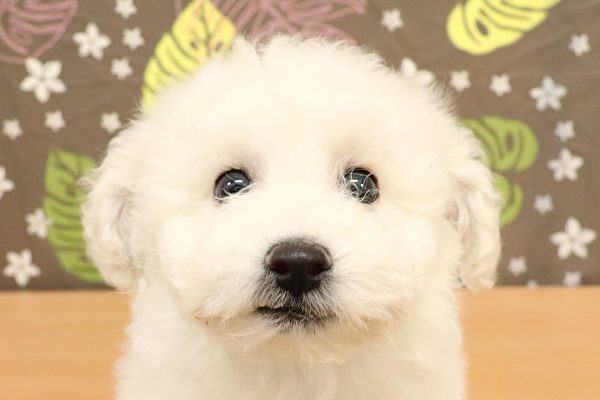 ビションフリーゼ