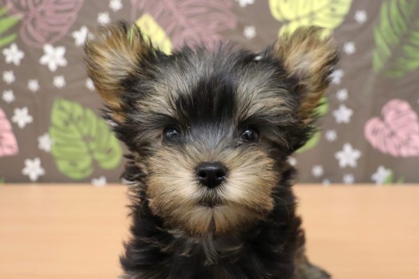 ヨークシャーテリア