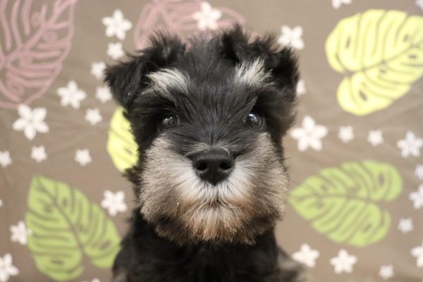 ミニチュアシュナウザー