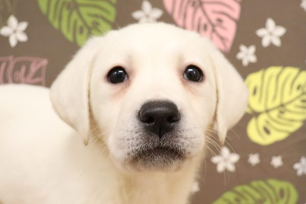 ラブラドールレトリーバー