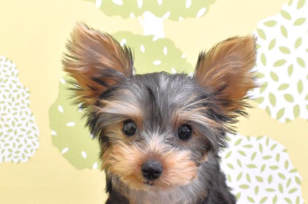 ヨークシャーテリア