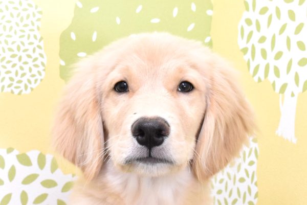 ゴールデンレトリーバー