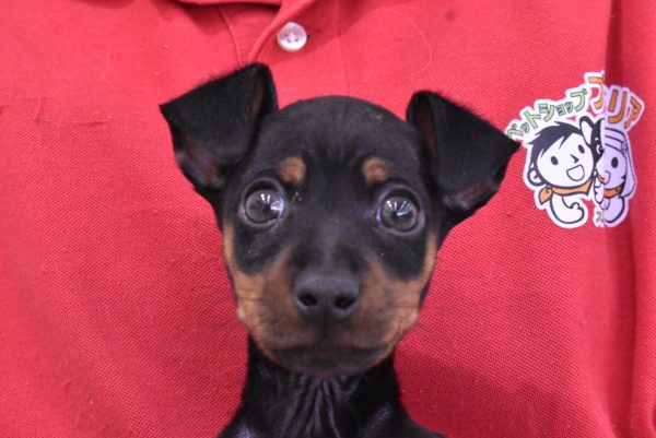 ミニチュアピンシャー