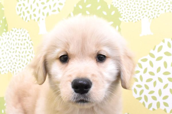 ゴールデンレトリーバー