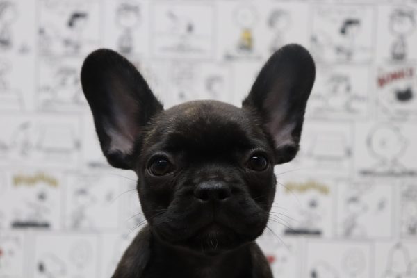 フレンチブルドッグ