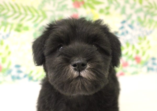 ミニチュアシュナウザー