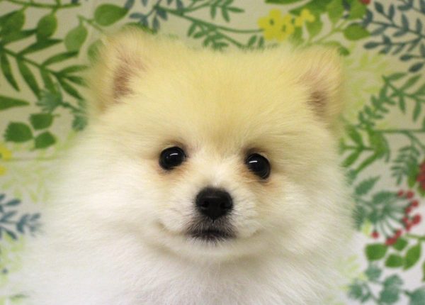 ポメラニアン