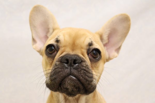 フレンチブルドッグ