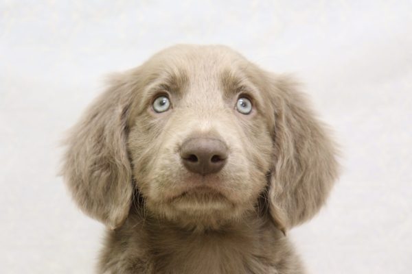 ワイマラナー(ロング)