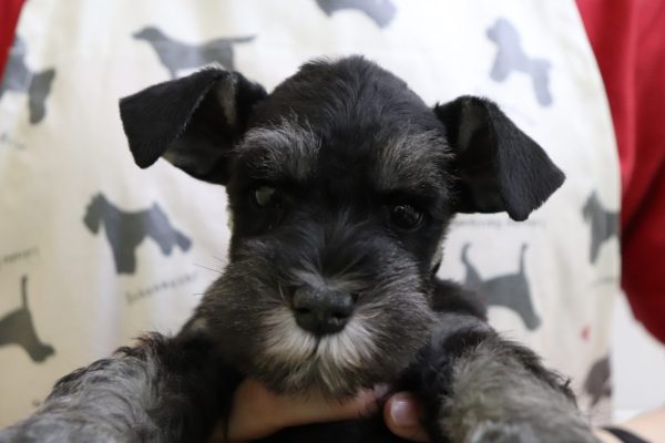 ミニチュアシュナウザー