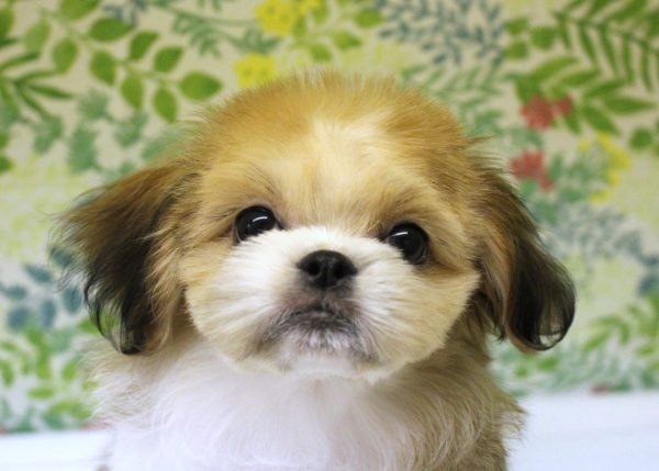 ミックス（ハーフ犬）