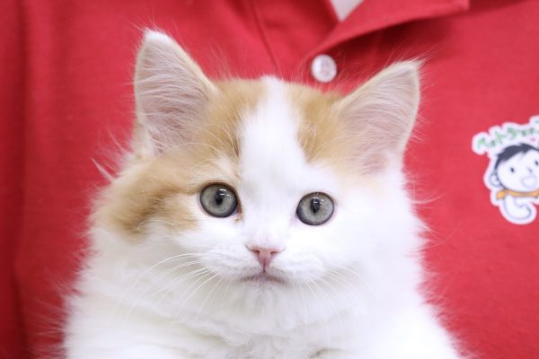 スコティッシュ