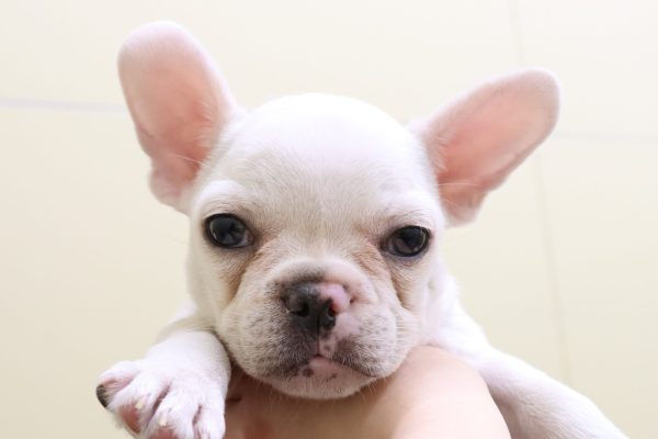フレンチブルドッグ