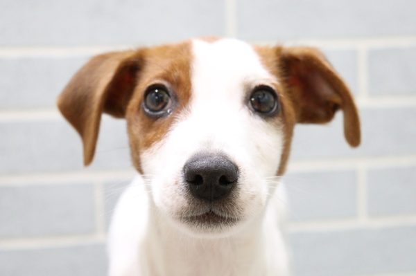 ジャックラッセルテリア