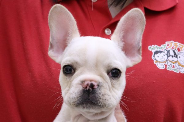 フレンチブルドッグ