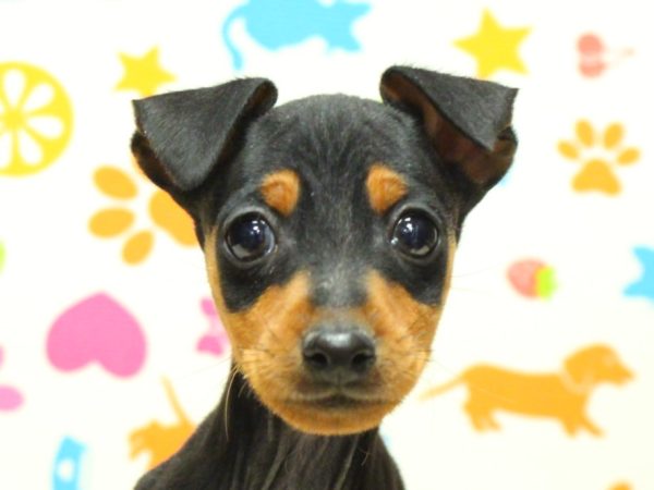 ミニチュアピンシャー