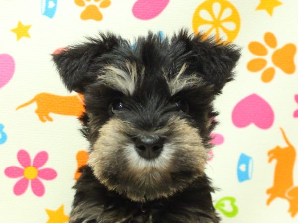 ミニチュアシュナウザー