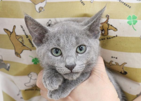 ロシアンブルー