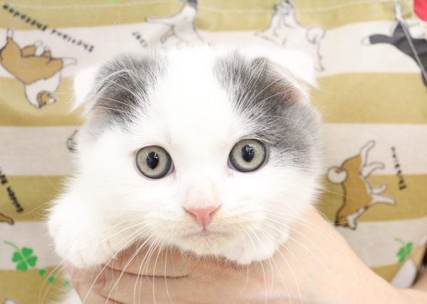 スコティッシュ