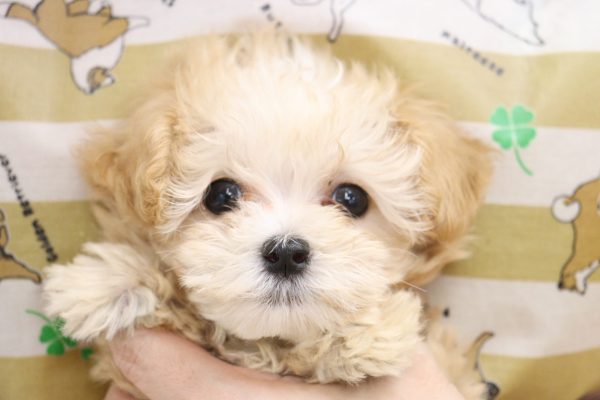 ミックス（ハーフ犬）