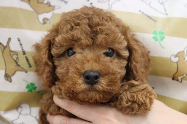 トイプードル
