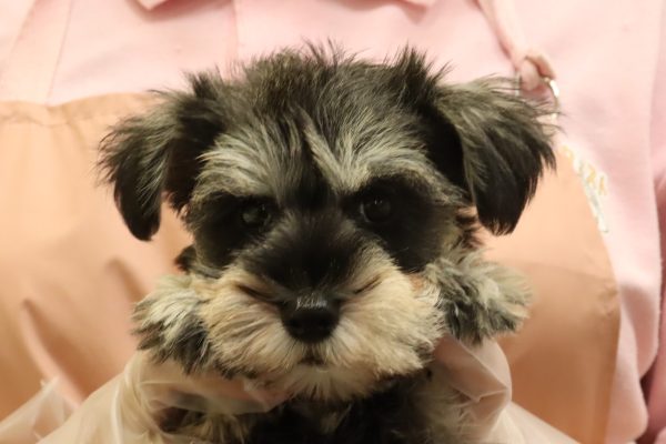 ミニチュアシュナウザー