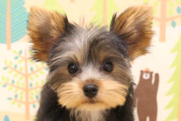 ヨークシャーテリア