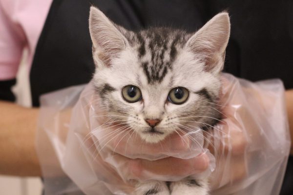 アメリカンショートヘア