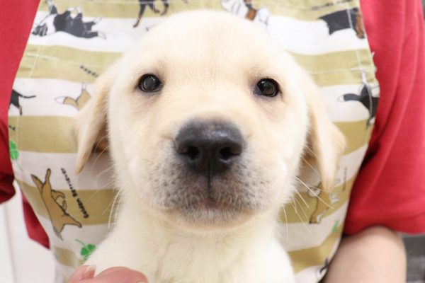 ラブラドールレトリーバー