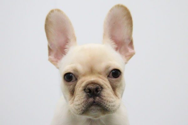 フレンチブルドッグ