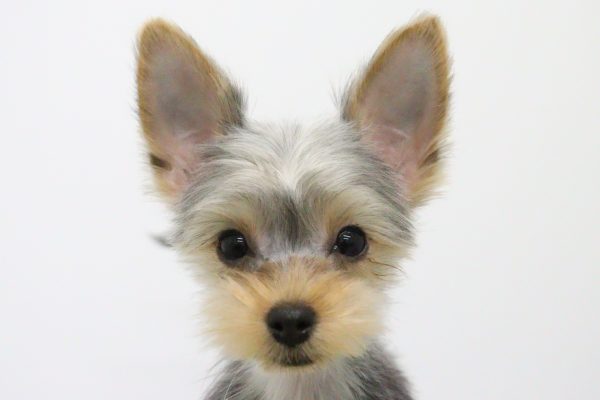 ヨークシャーテリア