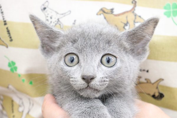 ロシアンブルー