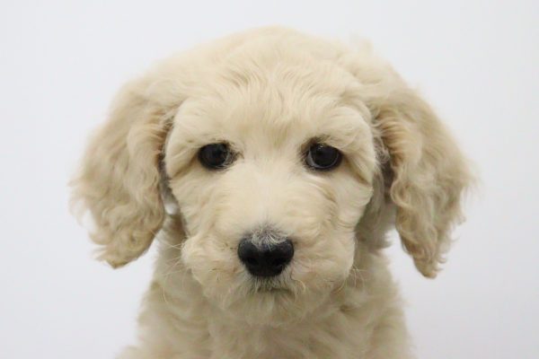 スタンダードプードル