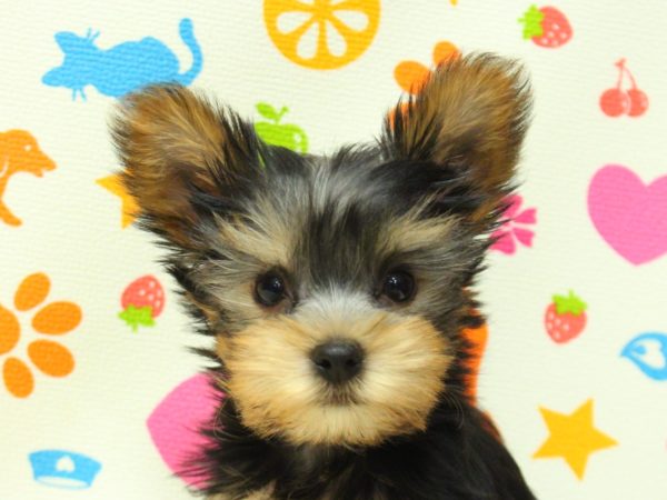 ヨークシャーテリア