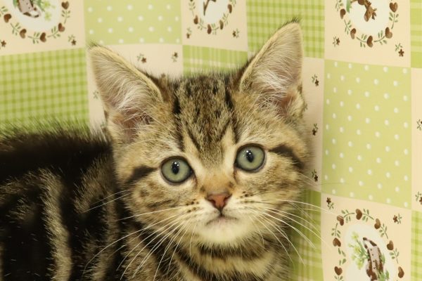 アメリカンショートヘア