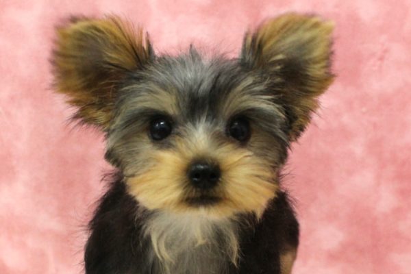 ヨークシャーテリア