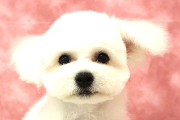 ビションフリーゼ