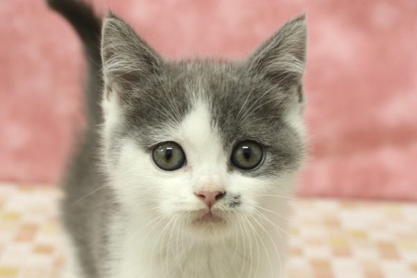 ブリティッシュ