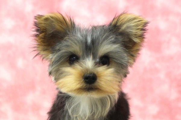 ヨークシャーテリア