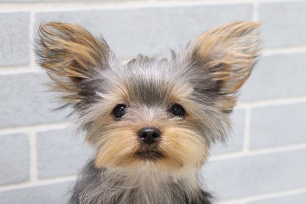 ヨークシャーテリア