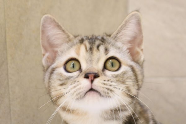 アメリカンショートヘア