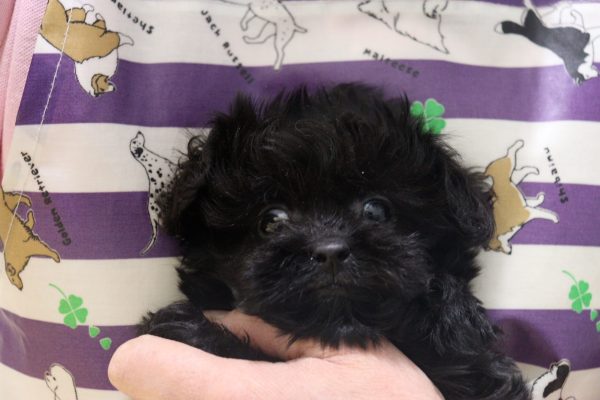 ミックス（ハーフ犬）