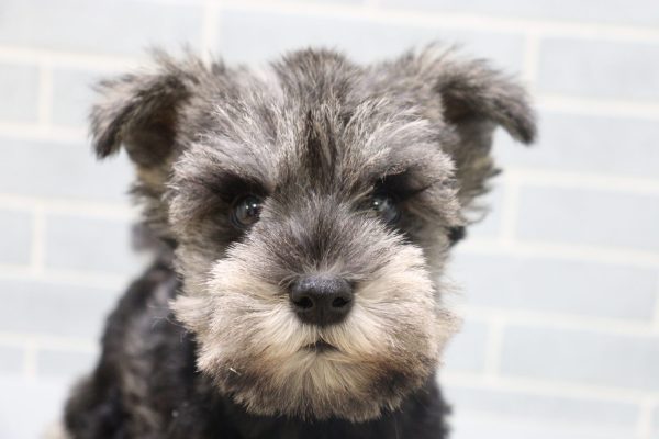 ミニチュアシュナウザー